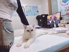 -爱侣·安琦尔宠物医院·中兽医针灸·心内科·狂犬免疫点(宝山区院)