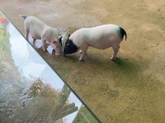 -杭州野生动物世界