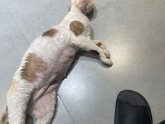 -琪喵猫屋·撸猫猫咖·猫舍