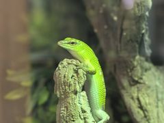 -帕帕拉兹宠物(亚洲旗舰店)