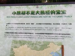 -都江堰中华大熊猫苑