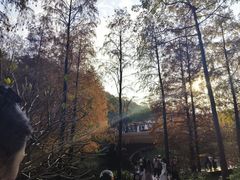 -云溪植物园