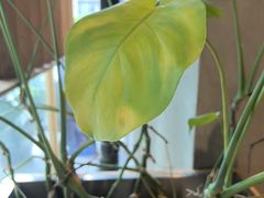 -Wagas沃歌斯(星荟中心店)