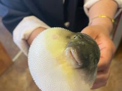 -天正河鲀·河豚亭(大连店)