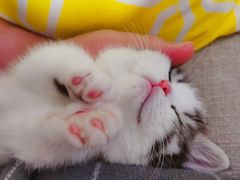 -momokira米努特·德文卷毛猫·棉花面纱犬
