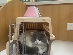 -联合动物医院(光谷诊疗中心)