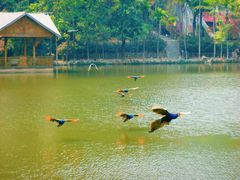 -西双版纳原始森林公园