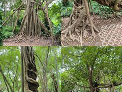 -中国科学院西双版纳热带植物园