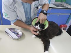 -瑞派动物医院·猫专科·至诚(江南中分院)