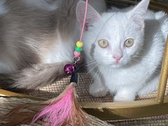 -Heymao猫咖.咖啡厅(东门店)
