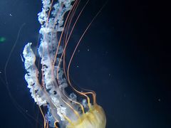 -欢乐海岸海洋奇梦馆
