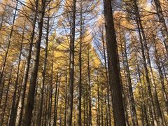 -塞罕坝国家级自然保护区