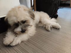 豆包小可爱-白熊咖啡(闽江大道店)