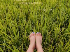 -艾米稻香小镇