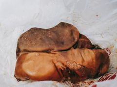 猪肚-鼎香润(德胜门内店)