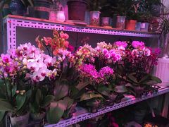 -花鸟鱼虫鲜花绿植市场(玉泉路店)