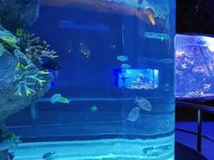 -芜湖新华联大白鲸海洋公园