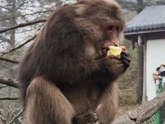 -峨眉山风景名胜区