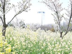 -东平国家森林公园