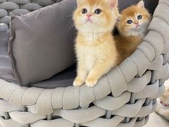 -lincat·猫舍(广州店)