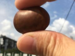 -阿男野栗王(金门路店)