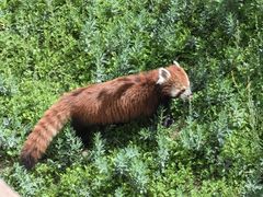 -青藏高原野生动物园