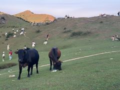 -大姆山草场
