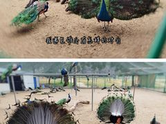 -苏州上方山国家森林公园
