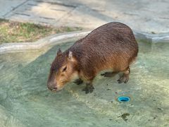 -清迈夜间动物园