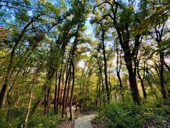 -上海佘山国家森林公园天马山园