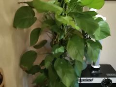 -裕和堂中医推拿艾灸(太古汇臻品店)