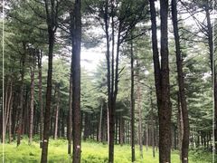 -黄椅山火山森林公园
