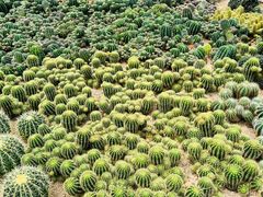 -深圳仙湖植物园