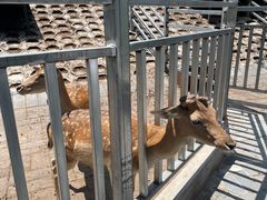 -北京鹿世界主题园