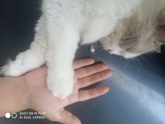 -楼上猫咖(罗湖店)