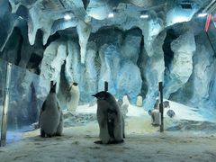 -帝企鹅自助餐厅•儿童岛•真企鹅(长隆企鹅酒店)