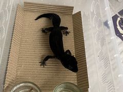 -酷以爬仙阁实体爬宠店·守宫·蜥蜴·专业繁育