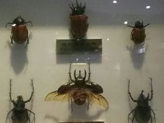 -上海昆虫博物馆