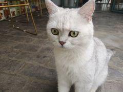 -喵屿·大理花园猫咖