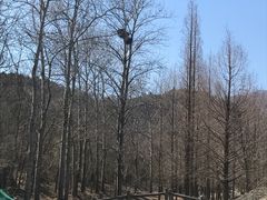 -白水寺森林公园