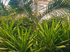 -南宫五洲植物乐园