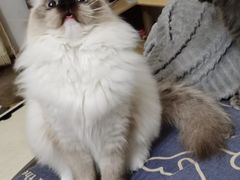 -美联众合宠物医院·爱萌分院·内外科·猫科中心