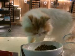 -八公叔叔宠物美容连锁(春申店)