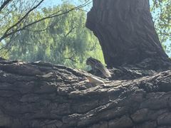 -北陵公园