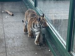 -秦皇岛野生动物园