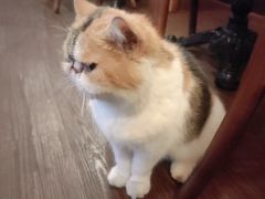 -猫岛主趣味餐厅(鼓浪屿店)