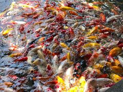 -番禺宾馆丽苑厅