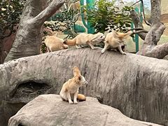-上海野生动物园