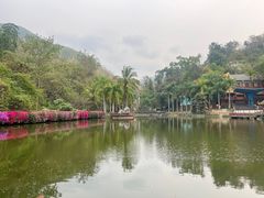 -西双版纳原始森林公园