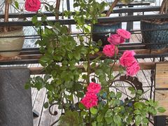 -福照楼汽锅鸡·云南菜(万达广场店)